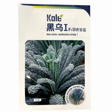 黑乌羽衣甘蓝种子皱叶菜种子皱叶甘蓝菜种子高产