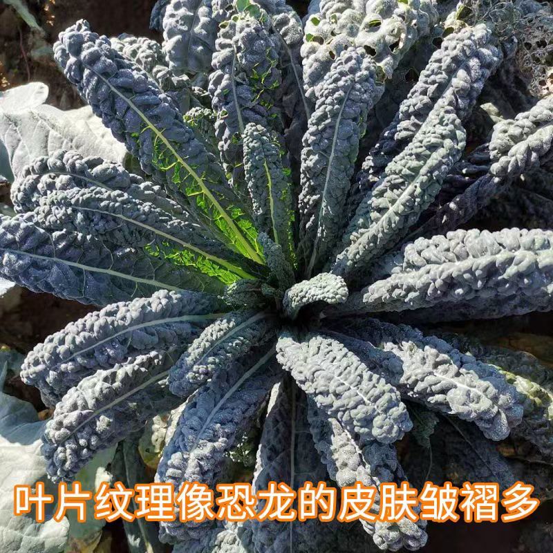 黑乌羽衣甘蓝种子皱叶菜种子皱叶甘蓝菜种子高产