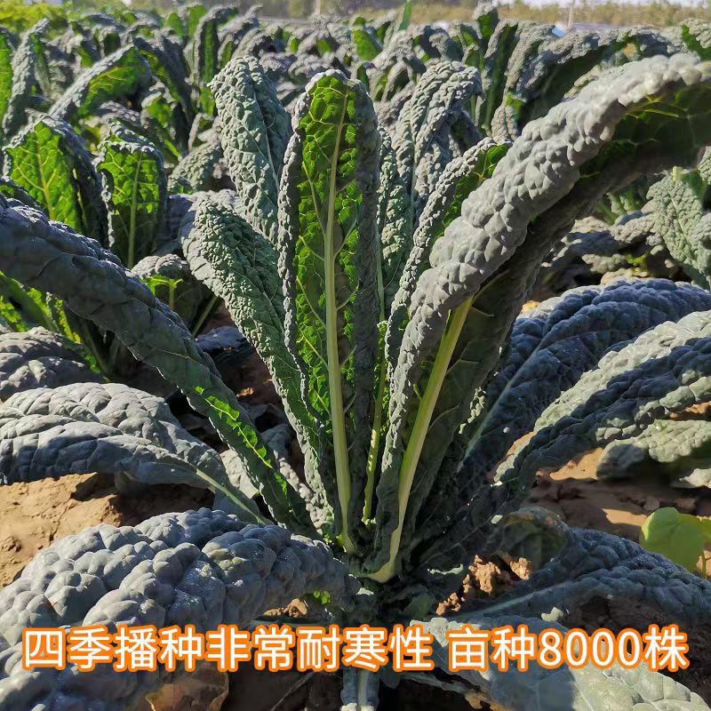 黑乌羽衣甘蓝种子皱叶菜种子皱叶甘蓝菜种子高产