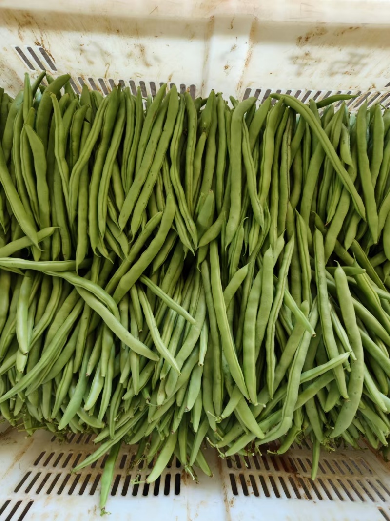 精品豆角青条豆角一手货源产地直发可供商超市场批发