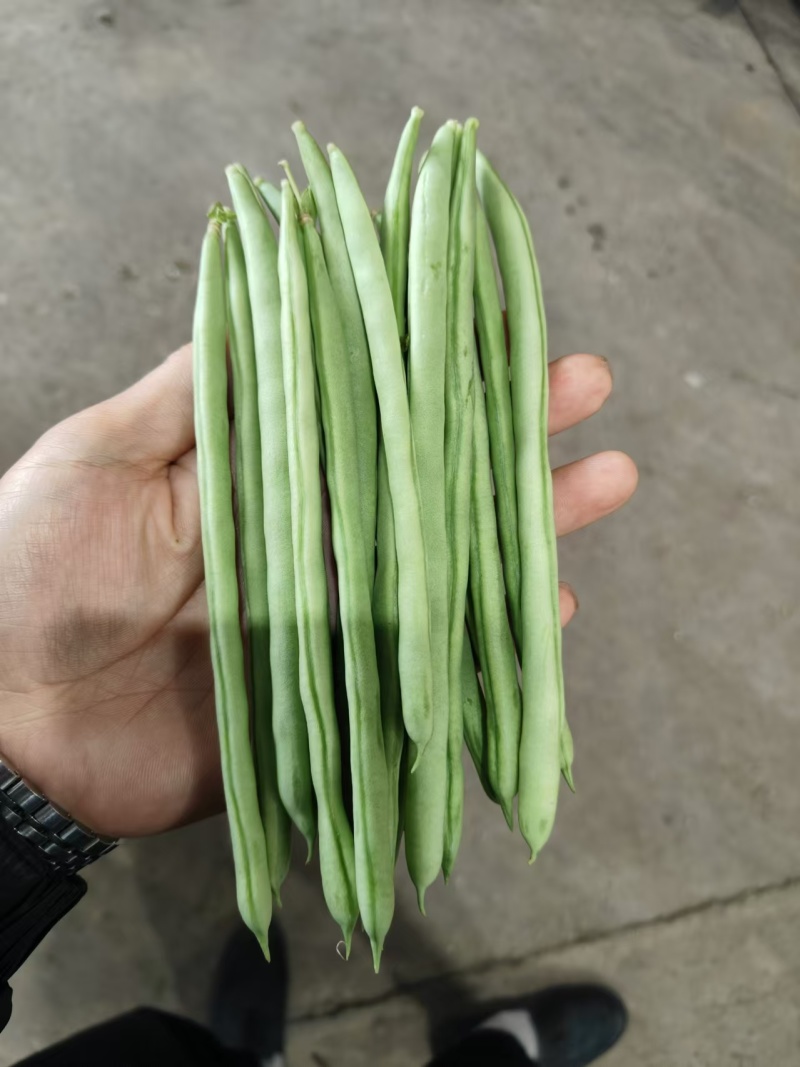 精品豆角青条豆角一手货源产地直发可供商超市场批发