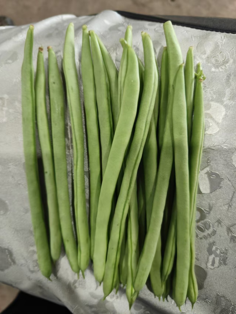 精品豆角青条豆角一手货源产地直发可供商超市场批发
