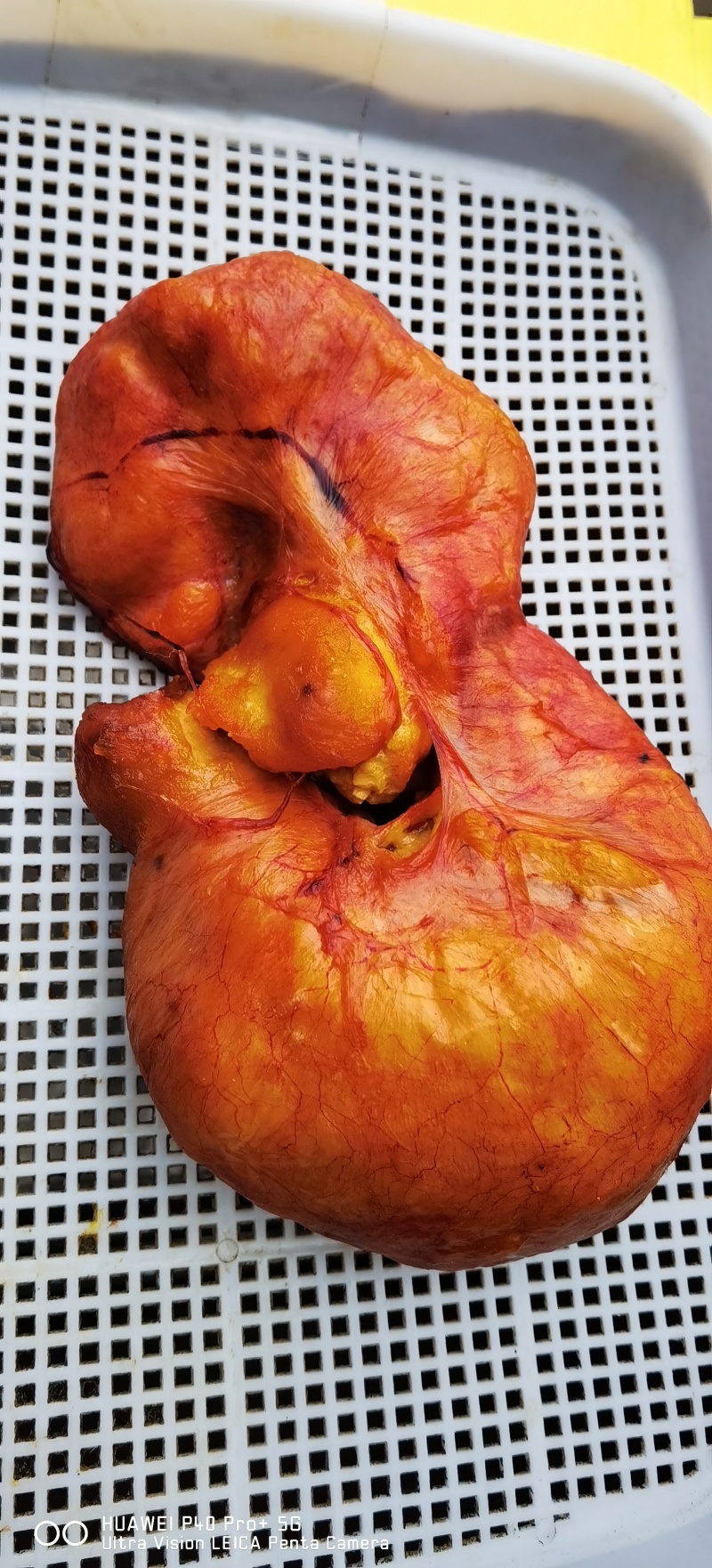 鸡宝精品鸡宝农户一手货源可以视频看货价钱可谈