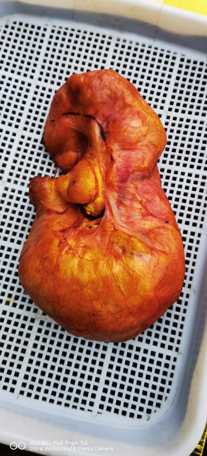 鸡宝精品鸡宝农户一手货源可以视频看货价钱可谈