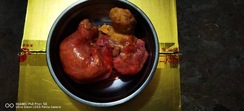 鸡宝精美鸡宝价钱可谈可以视频看货欢迎联系