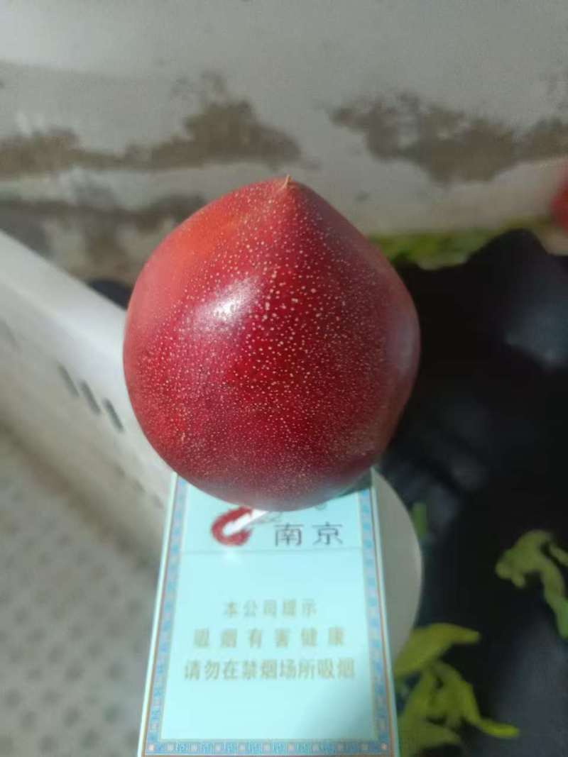 山东聊城冠县大棚油桃基地诚信代办孙洪双