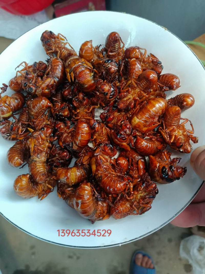 山东聊城冠县金蝉，卵枝量大
