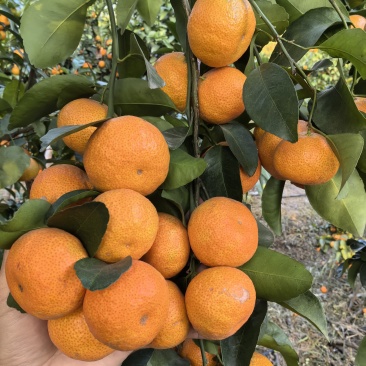 精品沙糖桔，荔浦沙糖桔，货源充足量大从优大量发售