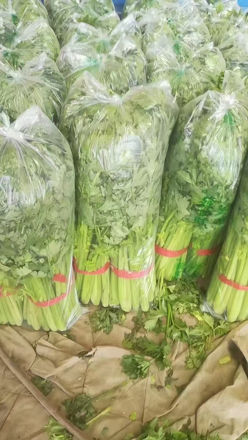 中细颗芹菜