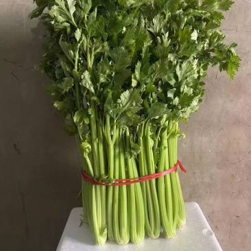 中细颗芹菜