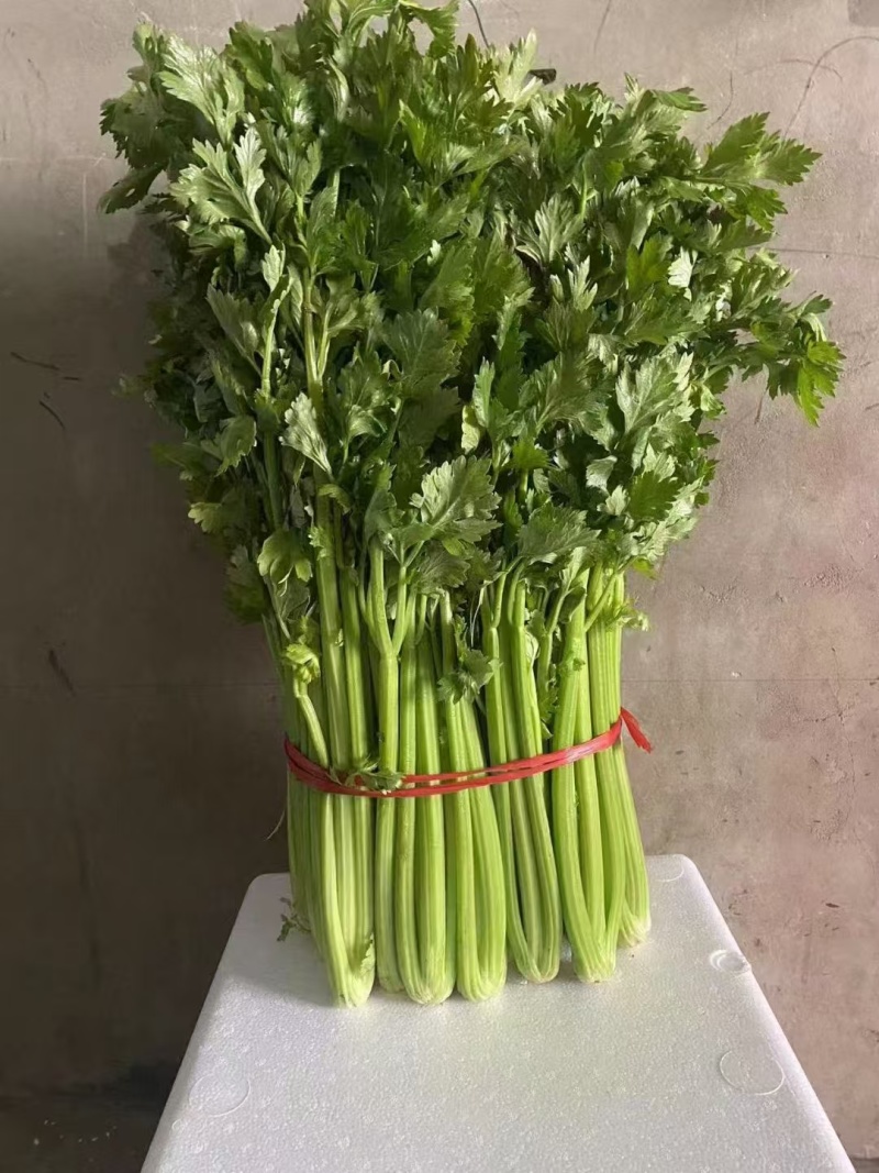 中细颗芹菜