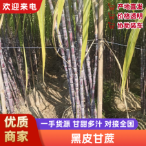 黑皮甘蔗广西甘蔗产地直发品质保障量大优惠对接全国