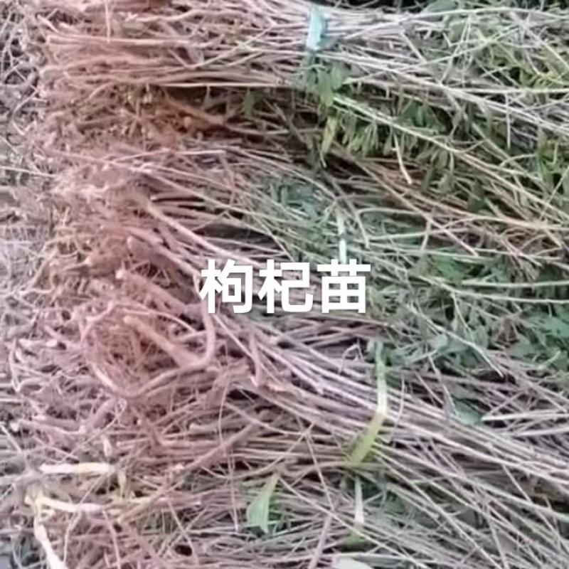 精品枸杞苗，产地直发货源充足，品质保证，可视频看货