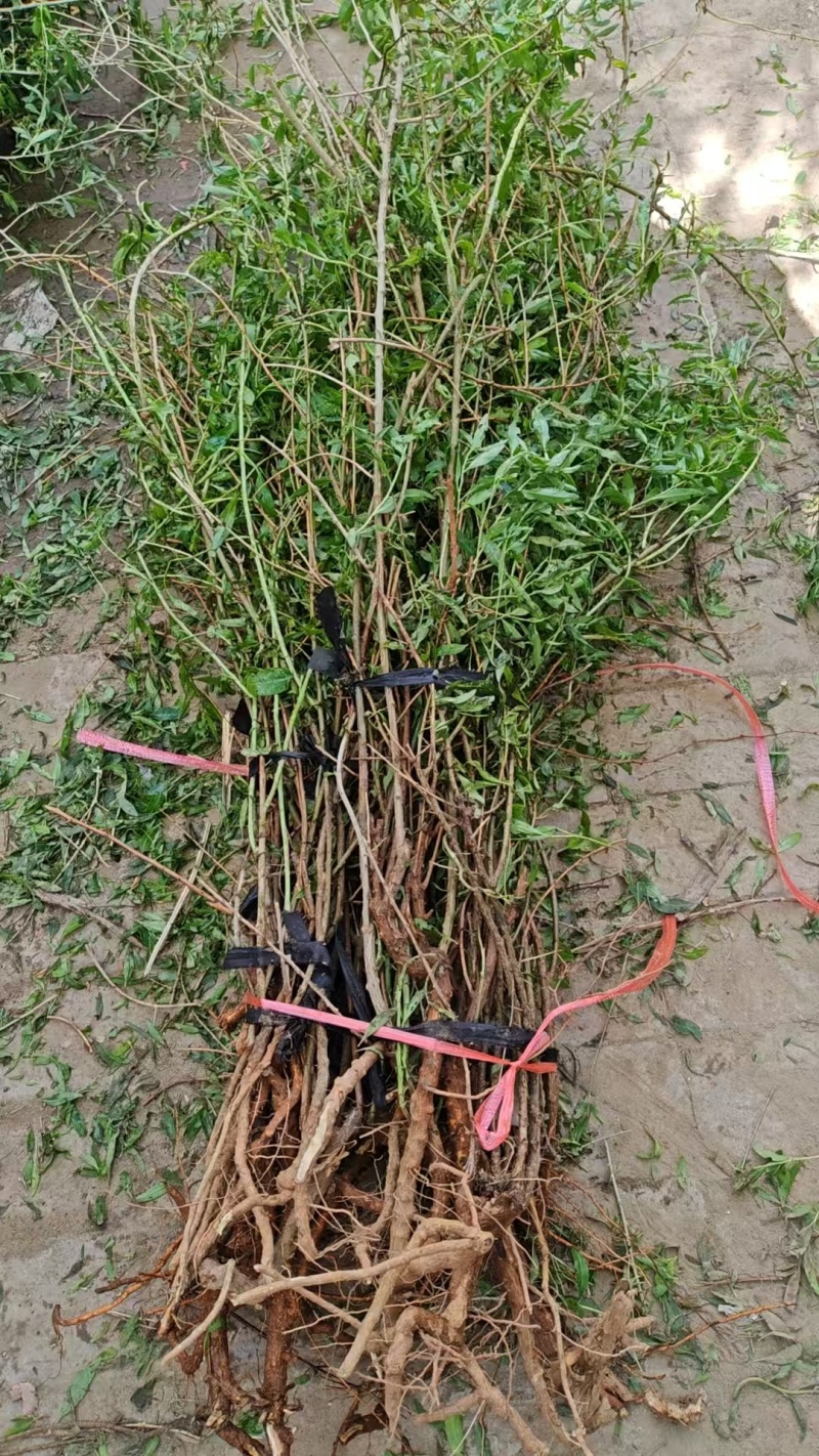 精品枸杞苗，产地直发货源充足，品质保证，可视频看货