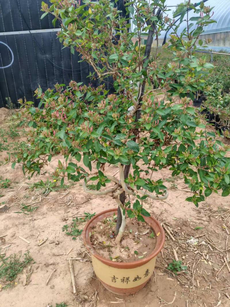 精品金银花苗，品质保证货源充足，十公分的金银花老桩树