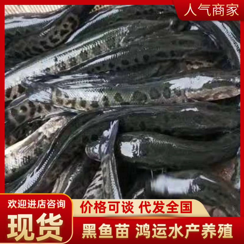 【免费送货】黑鱼苗大量出售各种品类常年出售欢迎顾客订够