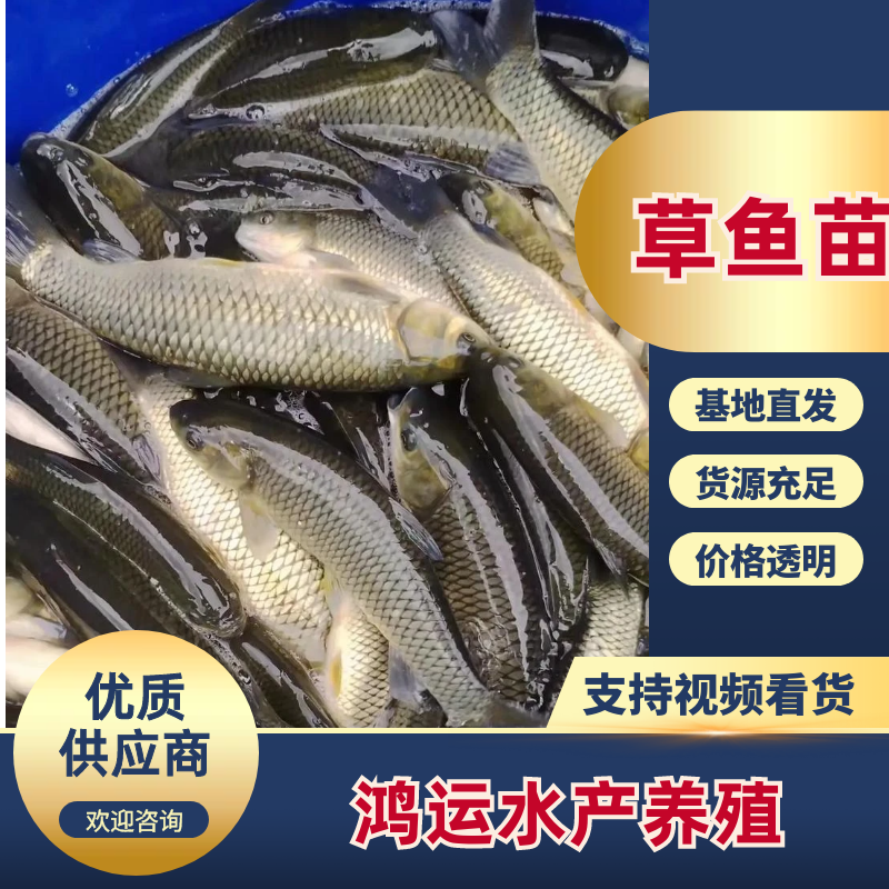 【送消毒水】精品草鱼苗大量出售提供指导品种多电话联系