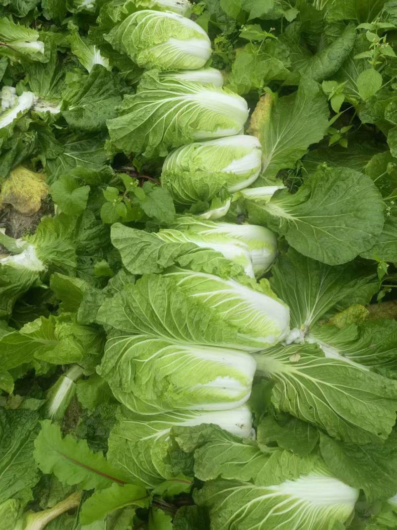遂宁大白菜青杂三号白菜产地直发一手货源白菜价
