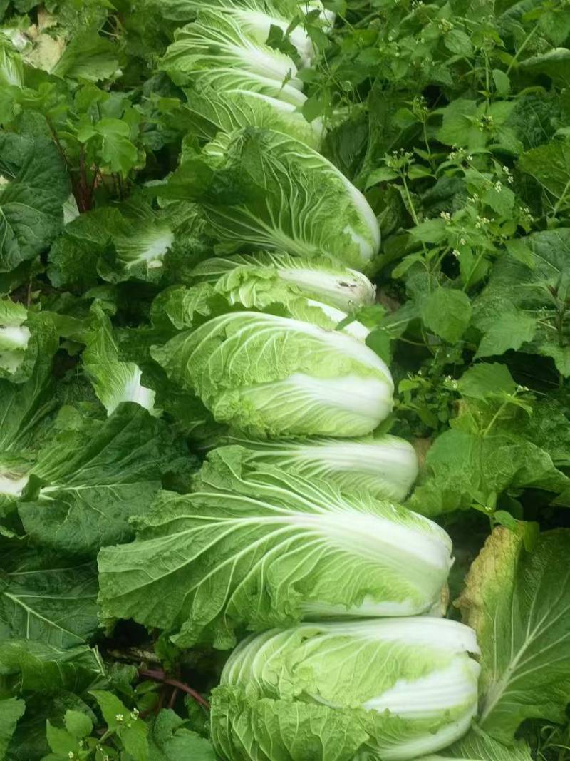 遂宁大白菜青杂三号白菜产地直发一手货源白菜价