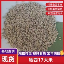 产地直销哈四17大米稻米欢迎前来联系