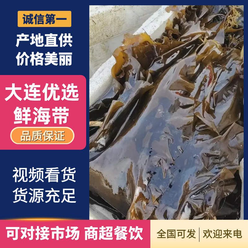大连优选鲜海带，深海养殖，一手货源，价格优惠，品质保证