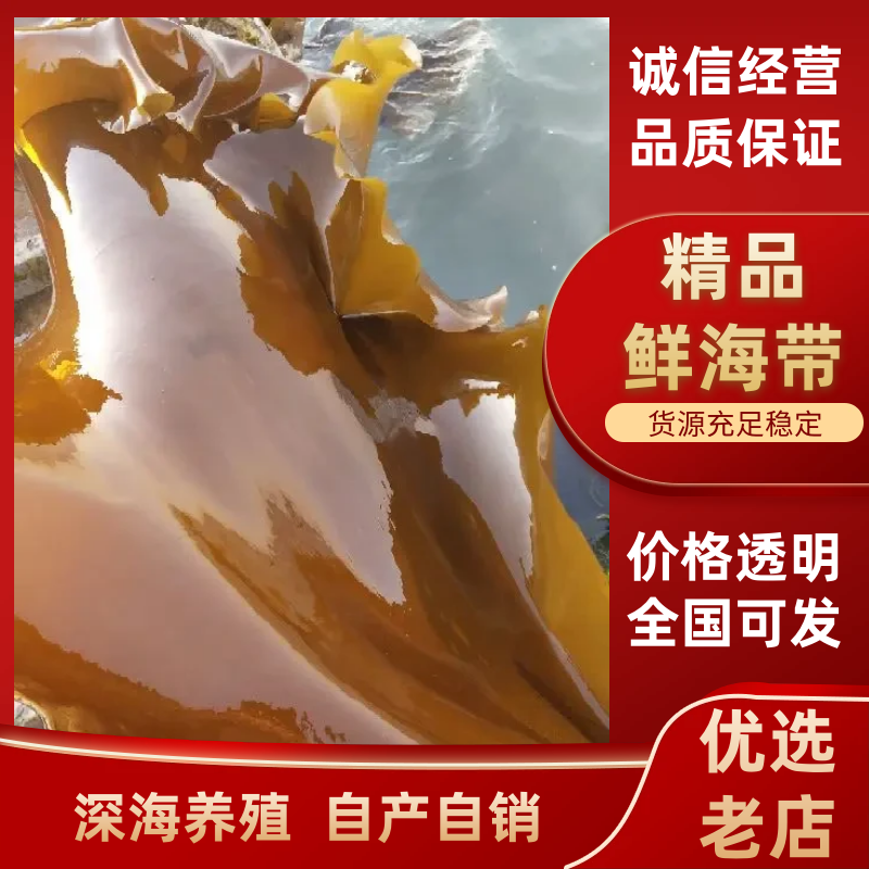 大连深海养殖鲜海带，对接商超社区，自产自销，品质保证