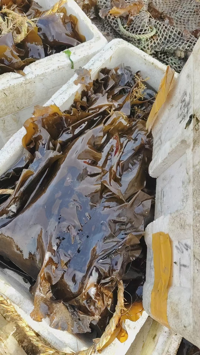 大连深海养殖鲜海带，对接商超社区，自产自销，品质保证