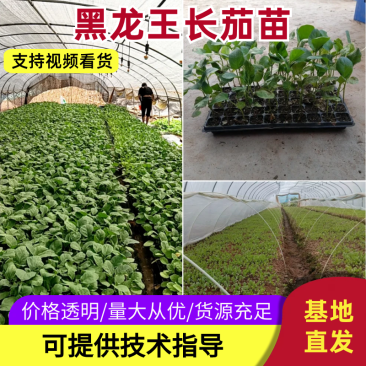精品黑龙王长茄苗量大从优产地直发云贵川优先发货欢迎咨询