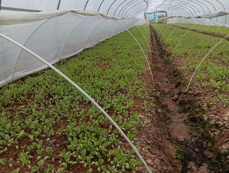 精品黑龙王长茄苗量大从优产地直发云贵川优先发货欢迎咨询