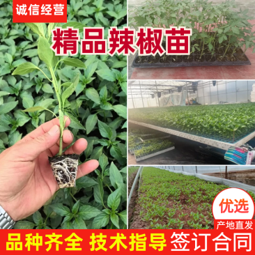辣椒苗四川蔬菜苗产地直发螺丝椒苗保质保量云贵川优先发货