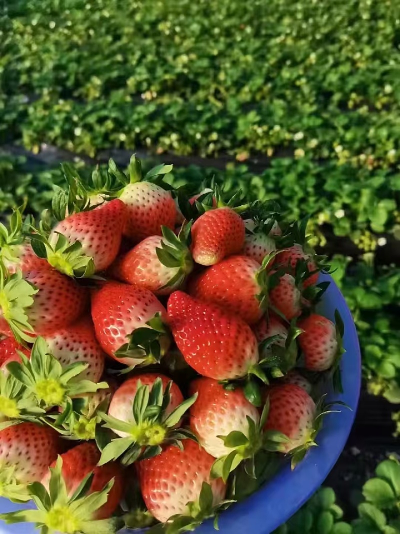 奶油草莓【草莓】甄选红颜草莓基地直供量大从优欢迎咨询