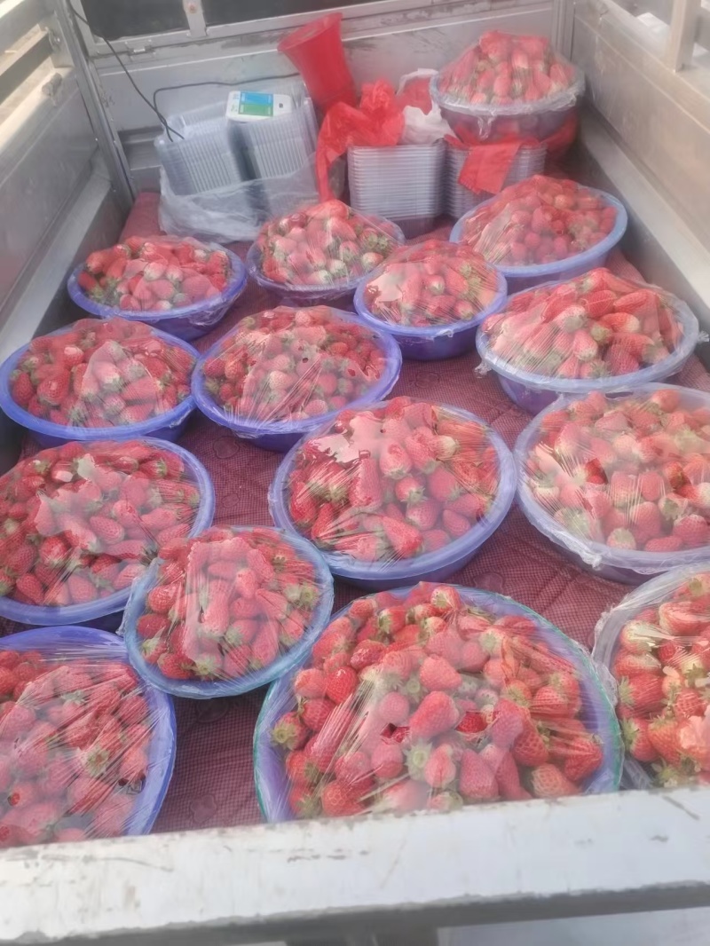 奶油草莓【草莓】甄选红颜草莓基地直供量大从优欢迎咨询