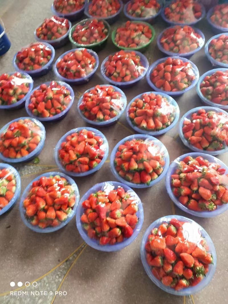 奶油草莓【草莓】甄选红颜草莓基地直供量大从优欢迎咨询