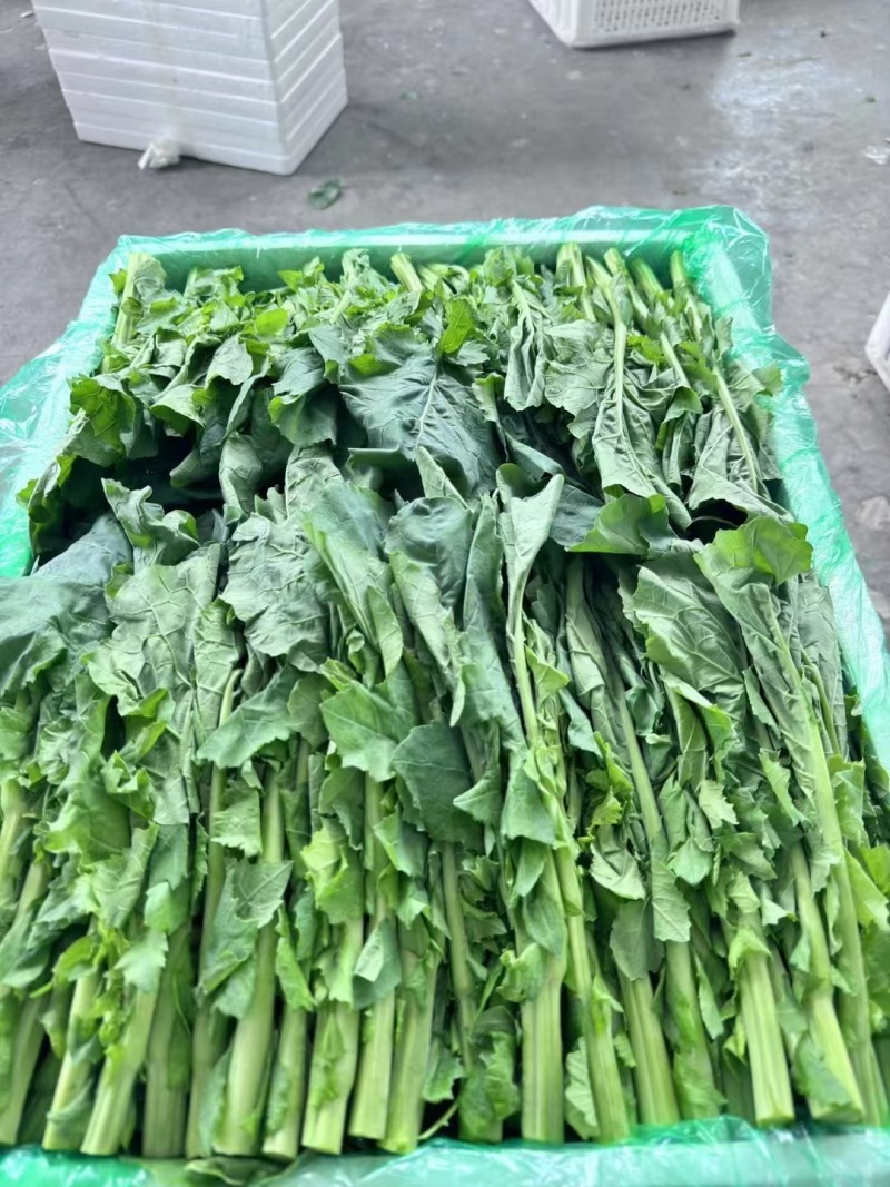 狮山油菜苔品质保证基地直发对接全国欢迎咨询