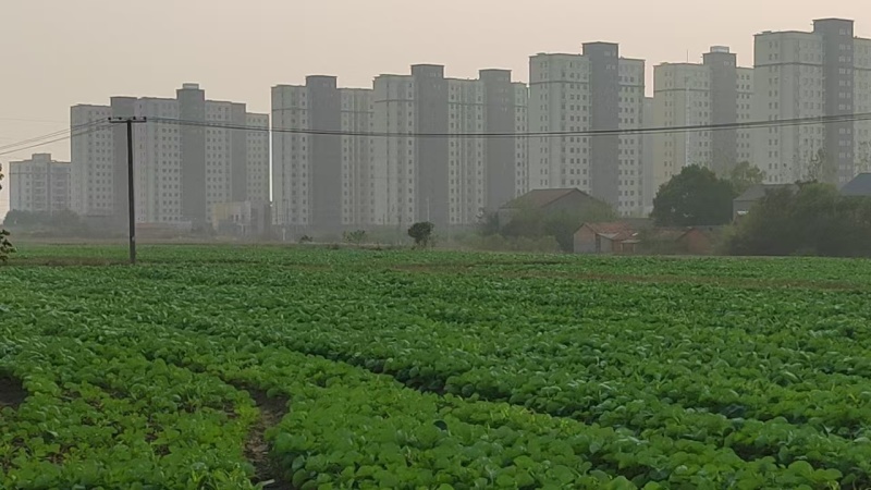狮山油菜苔