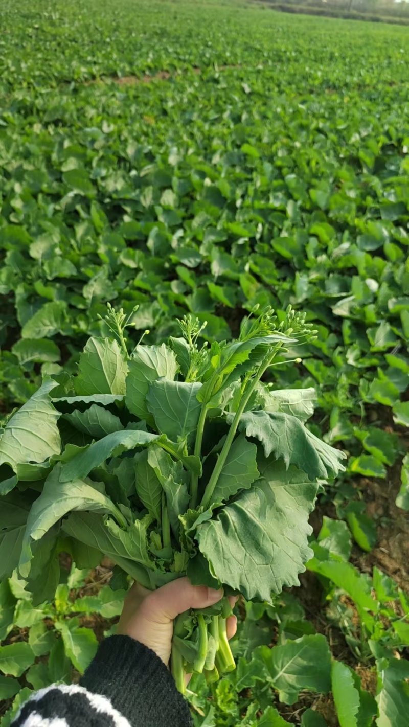 狮山油菜苔