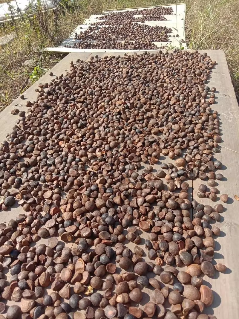 鲜榨山茶籽油可按客户需求分装价格实惠品质保障欢迎联系