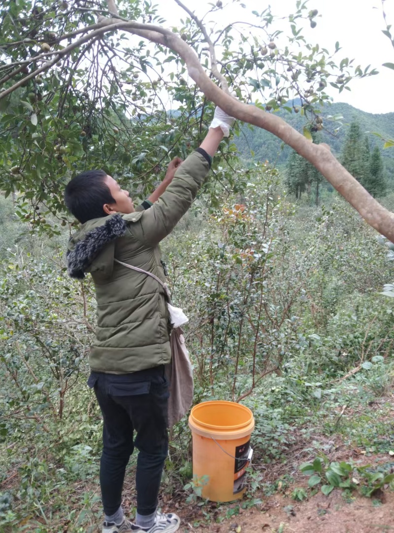 鲜榨山茶籽油可按客户需求分装价格实惠品质保障欢迎联系