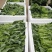 狮山油菜苔有机种植对接全国品质保证欢迎咨询