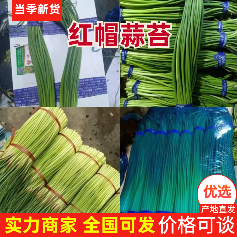 精品蒜苔，红帽蒜薹保证质量，一吨起批，无任何费用