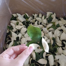 柑皮新会青皮广西青皮三花青
