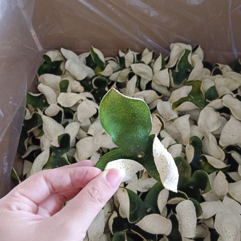柑皮新会青皮广西青皮三花青