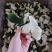 柑皮新会青皮广西青皮三花青