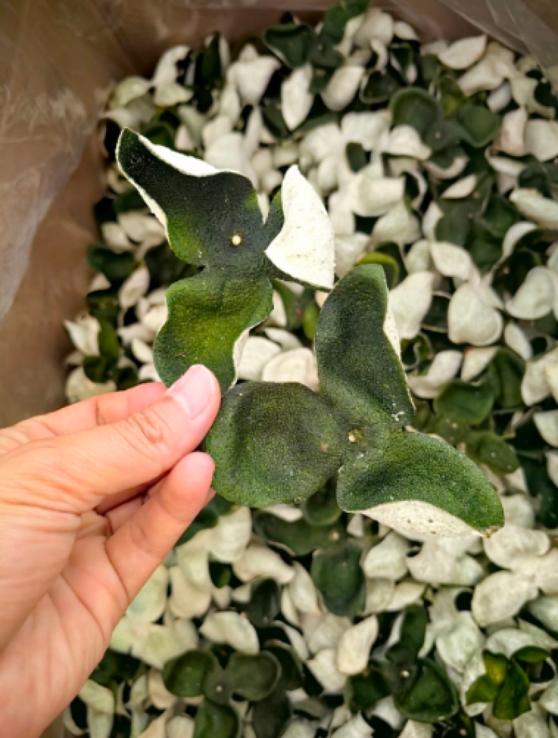 柑皮新会青皮广西青皮三花青