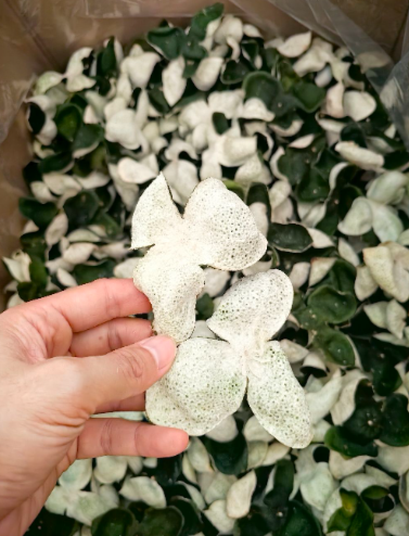 柑皮新会青皮广西青皮三花青