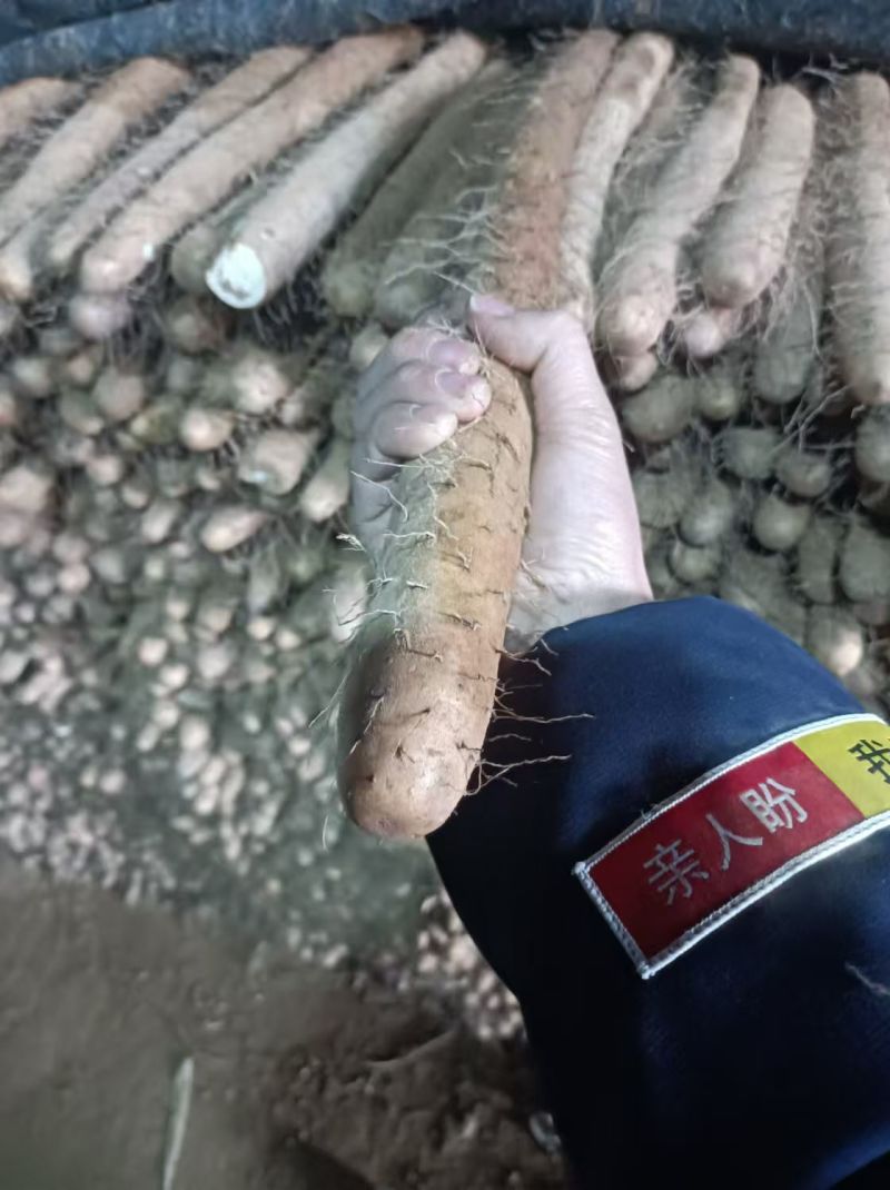 山东莘县白玉山药产地一手货源供应电商市场超市