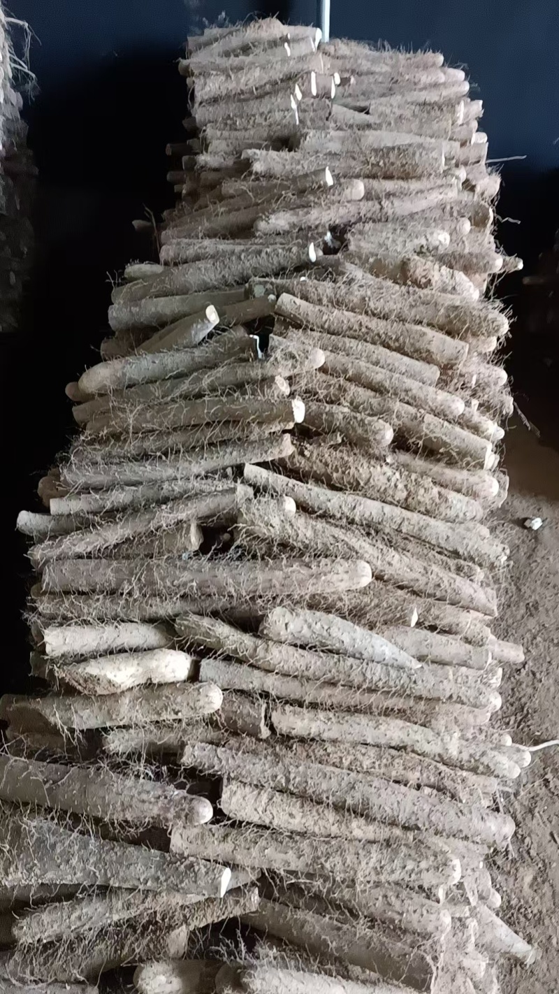 聊城莘县白玉山药供应全国电商市场社区团购保证质量