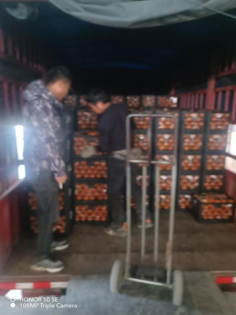 湖南怀化溆浦县纽荷尔脐橙热销中，欢迎各大客商电商对接