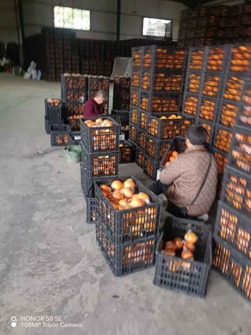 湖南怀化溆浦县纽荷尔脐橙热销中，欢迎各大客商电商对接