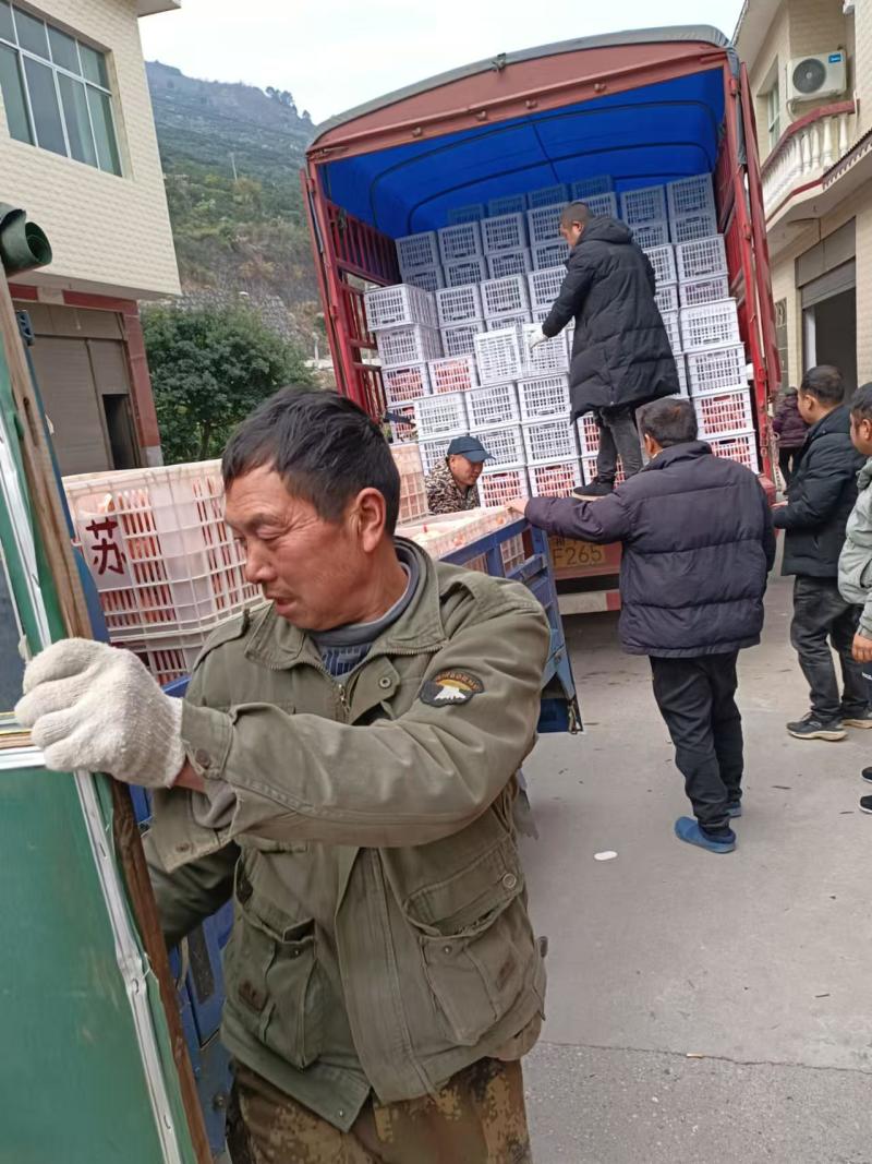 湖南怀化溆浦县纽荷尔脐橙热销中，欢迎各大客商电商对接